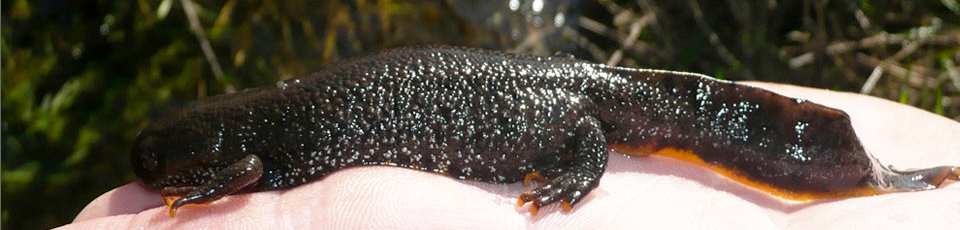 LPA Newt Surveys and Mitigation